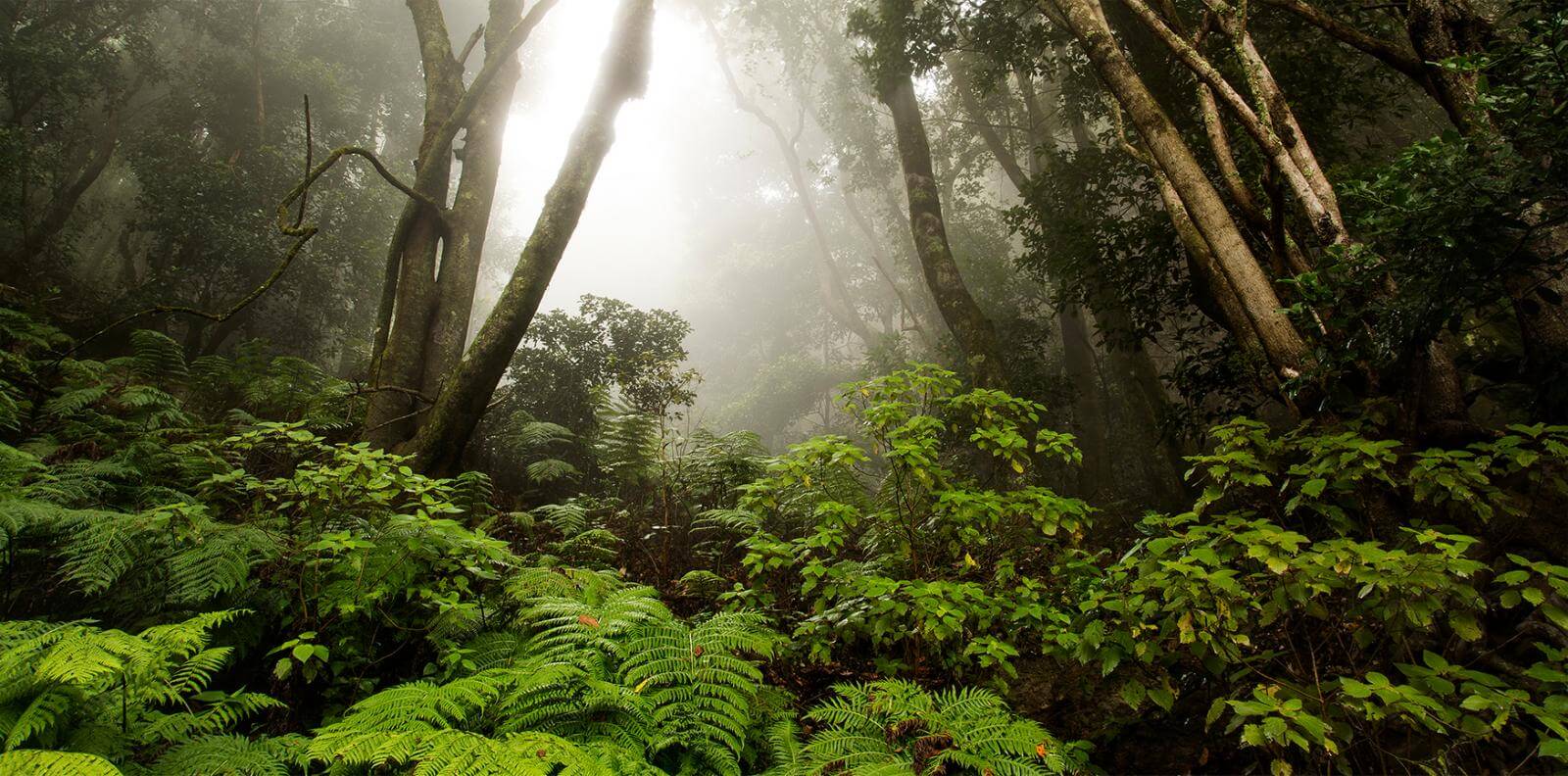 Parque Nacional de Garajonay