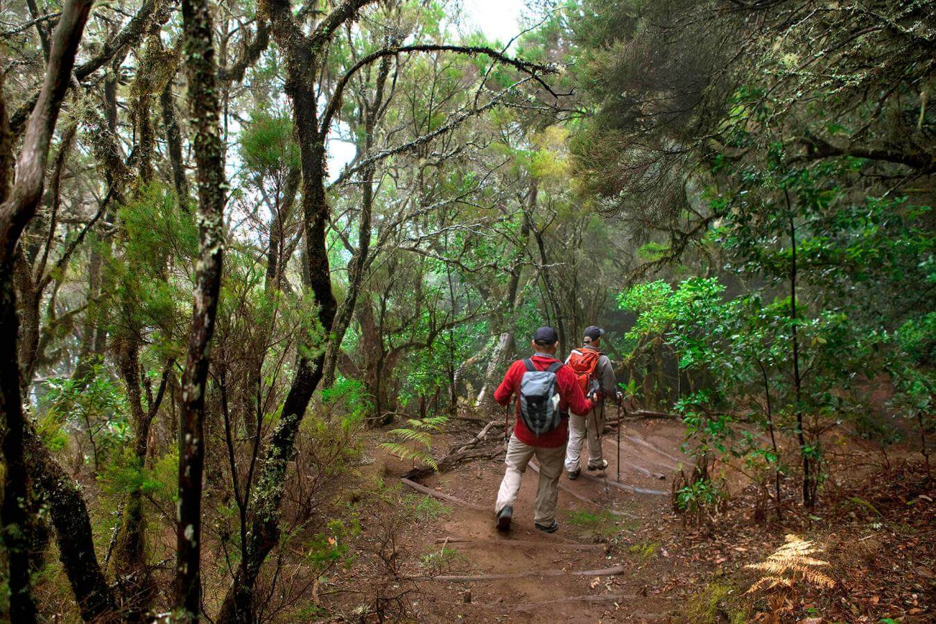 Parque Nacional de Garajonay, en La Gomera